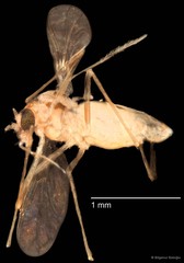 Chironomidae sp. "CL216"•&copy; Bilgenur Baloğlu•All Rights Reserved