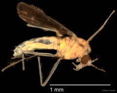 Chironomidae sp. "CL217"•&copy; Bilgenur Baloğlu•All Rights Reserved