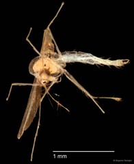 Chironomidae sp. "CL217"•&copy; Bilgenur Baloğlu•All Rights Reserved
