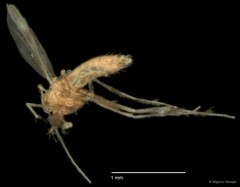 Chironomidae sp. "CL228"•&copy; Bilgenur Baloğlu•All Rights Reserved