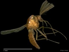 Chironomidae sp. "CL229"•&copy; Bilgenur Baloğlu•All Rights Reserved