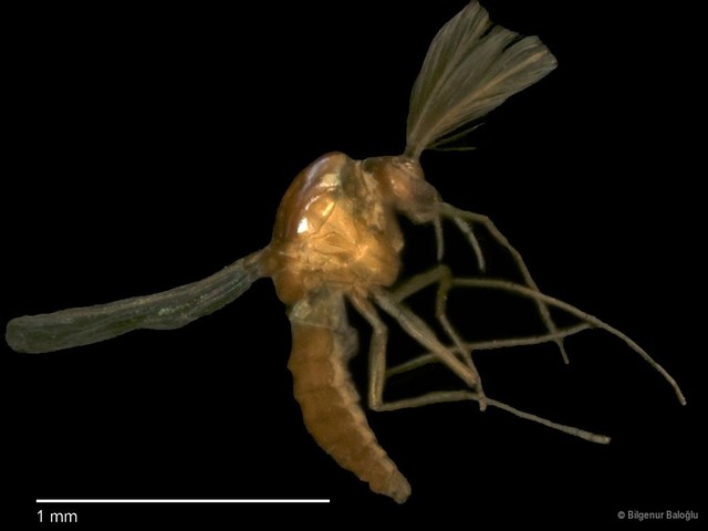 Chironomidae sp. "CL229"•&copy; Bilgenur Baloğlu•All Rights Reserved