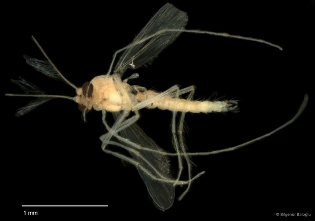 Chironomidae sp. "CL234"•&copy; Bilgenur Baloğlu•All Rights Reserved