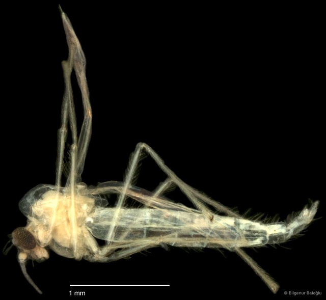 Chironomidae sp. "CL237"•&copy; Bilgenur Baloğlu•All Rights Reserved