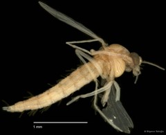 Chironomidae sp. "CL238"•&copy; Bilgenur Baloğlu•All Rights Reserved