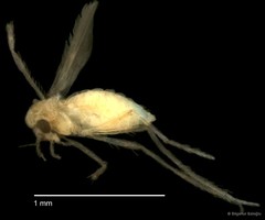 Chironomidae sp. "CL239"•&copy; Bilgenur Baloğlu•All Rights Reserved