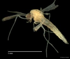 Chironomidae sp. "CL239"•&copy; Bilgenur Baloğlu•All Rights Reserved