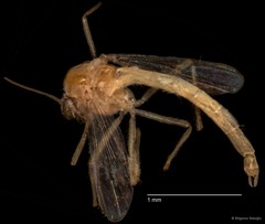Chironomidae sp. "CL268"•&copy; Bilgenur Baloğlu•All Rights Reserved