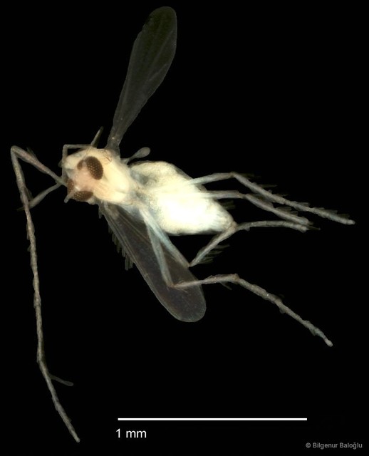 Chironomidae sp. "CL269"•&copy; Bilgenur Baloğlu•All Rights Reserved