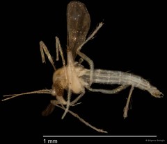 Chironomidae sp. "CL269"•&copy; Bilgenur Baloğlu•All Rights Reserved