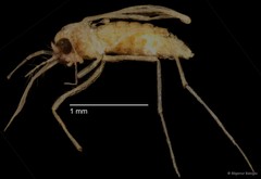Chironomidae sp. "CL270"•&copy; Bilgenur Baloğlu•All Rights Reserved