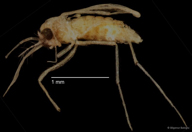 Chironomidae sp. "CL270"•&copy; Bilgenur Baloğlu•All Rights Reserved