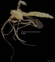 Chironomidae sp. "CL270"•&copy; Bilgenur Baloğlu•All Rights Reserved