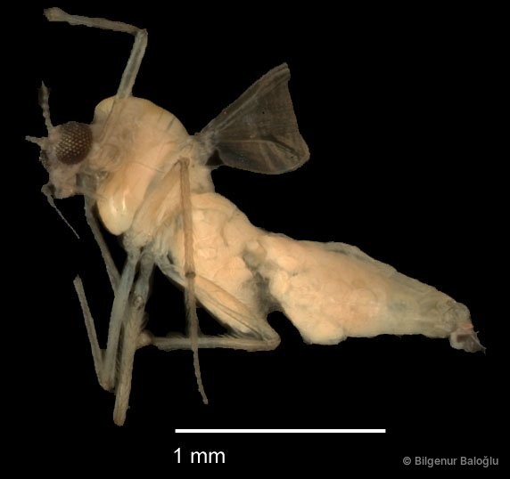 Chironomidae sp. "CL273"•&copy; Bilgenur Baloğlu•All Rights Reserved