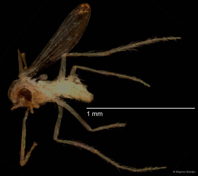 Chironomidae sp. "CL303"•&copy; Bilgenur Baloğlu•All Rights Reserved