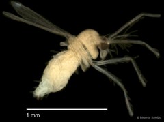 Chironomidae sp. "CL313"•&copy; Bilgenur Baloğlu•All Rights Reserved