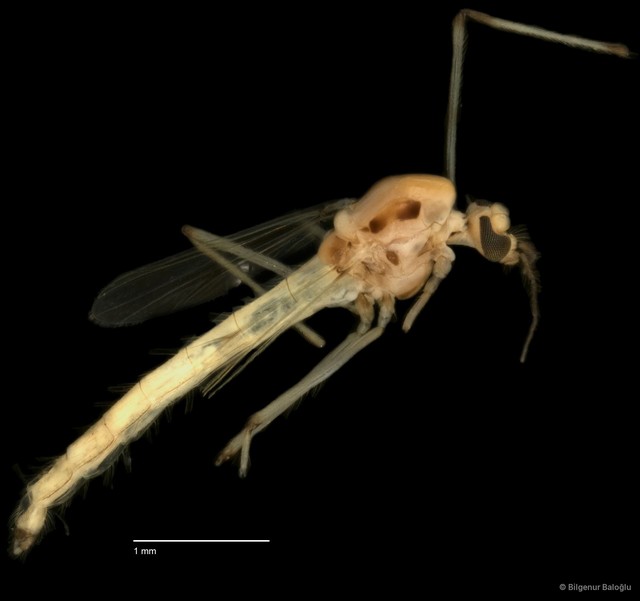 Chironomidae sp. "CL316"•&copy; Bilgenur Baloğlu•All Rights Reserved