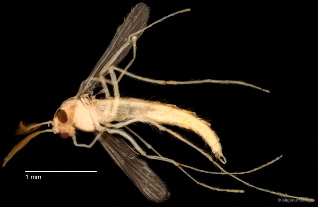 Chironomidae sp. "CL319"•&copy; Bilgenur Baloğlu•All Rights Reserved