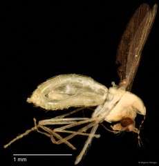 Chironomidae sp. "CL319"•&copy; Bilgenur Baloğlu•All Rights Reserved