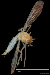 Chironomidae sp. "CL338"•&copy; Bilgenur Baloğlu•All Rights Reserved