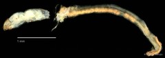 Chironomidae sp. "CL360"•&copy; Bilgenur Baloğlu•All Rights Reserved