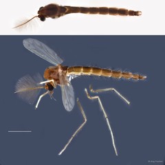 Chironomini sp. "GC88"•&copy; Ang Yuchen•All Rights Reserved