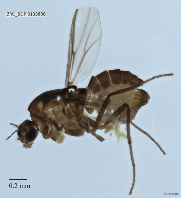 Chironomidae sp. "ZRCBDP0000073"•&copy; Rene Ong•All Rights Reserved