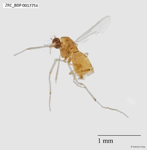 Chironomidae sp. "ZRCBDP0002394"•&copy; Sabrina Tang•All Rights Reserved