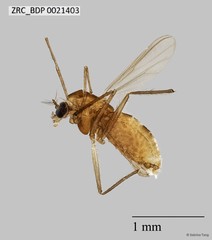 Chironomidae sp. "ZRCBDP0002394"•&copy; Sabrina Tang•All Rights Reserved