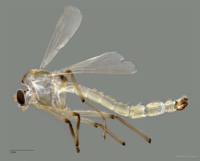 Chironomidae sp. "ZRCBDP0011365"•&copy; Maimon Hussin•All Rights Reserved