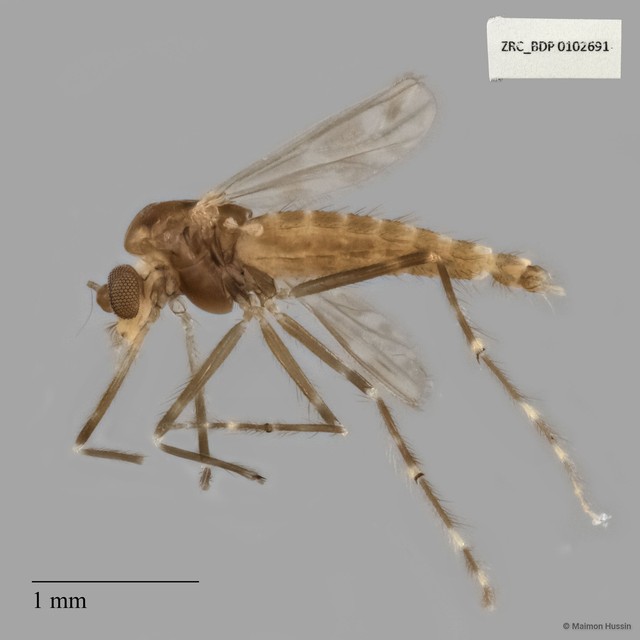 Chironomidae sp. "ZRCBDP0020070"•&copy; Maimon Hussin•All Rights Reserved