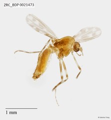Chironomidae sp. "ZRCBDP0021473"•&copy; Sabrina Tang•All Rights Reserved