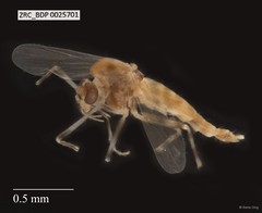 Chironomidae sp. "ZRCBDP0021473"•&copy; Rene Ong•All Rights Reserved