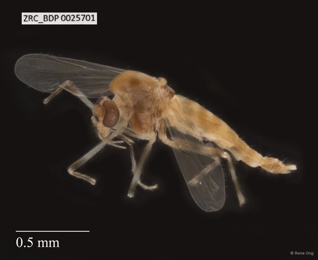 Chironomidae sp. "ZRCBDP0021473"•&copy; Rene Ong•All Rights Reserved