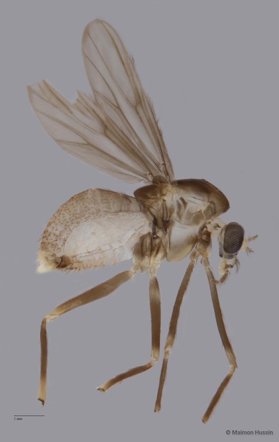 Chironomidae sp. "ZRCBDP0049104"•&copy; Maimon Hussin•All Rights Reserved