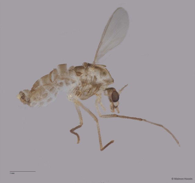 Chironomidae sp. "ZRCBDP0049160"•&copy; Maimon Hussin•All Rights Reserved