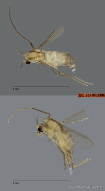 Chironomidae sp. "ZRCBDP0092304"•&copy; Miteshravin S/O Ravindran•All Rights Reserved