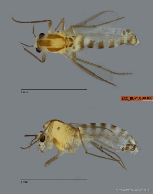 Chironomidae sp. "ZRCBDP0100366"•&copy; Miteshravin S/O Ravindran•All Rights Reserved