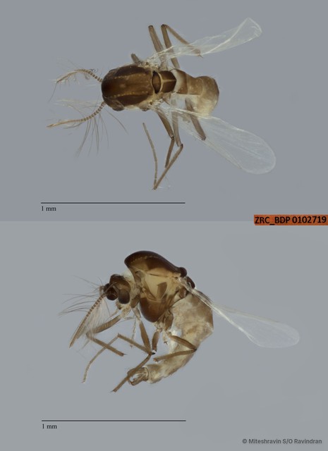 Chironomidae sp. "ZRCBDP0102719"•&copy; Miteshravin S/O Ravindran•All Rights Reserved