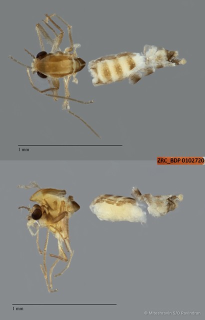 Chironomidae sp. "ZRCBDP0102720"•&copy; Miteshravin S/O Ravindran•All Rights Reserved