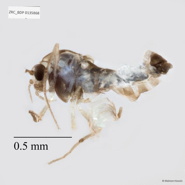 Chironomidae sp. "ZRCBDP0135868"•&copy; Maimon Hussin•All Rights Reserved