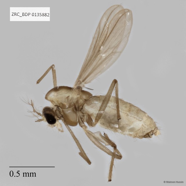 Chironomidae sp. "ZRCBDP0135882"•&copy; Maimon Hussin•All Rights Reserved