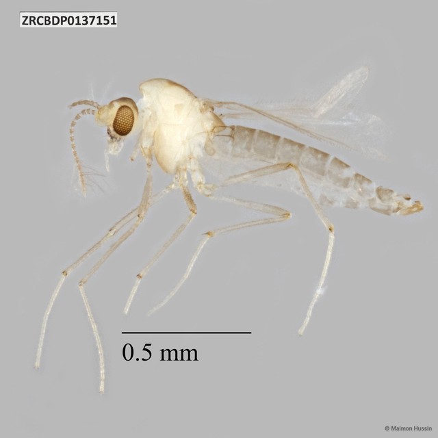 Chironomidae sp. "ZRCBDP0137151"•&copy; Maimon Hussin•All Rights Reserved