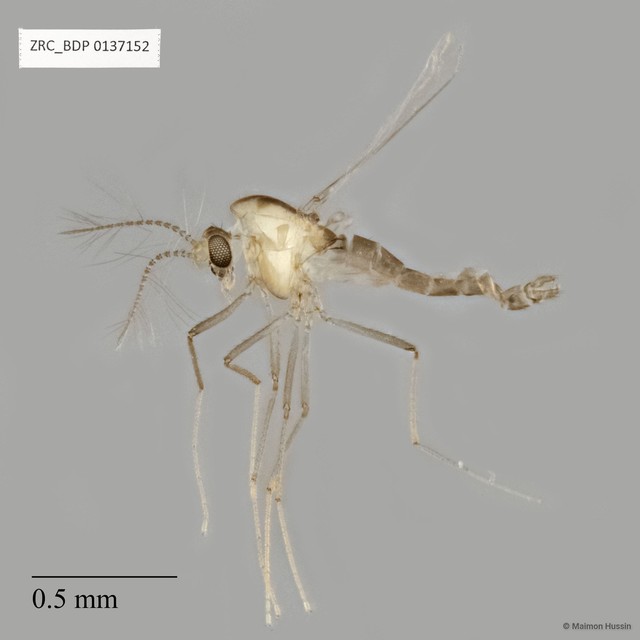 Chironomidae sp. "ZRCBDP0137152"•&copy; Maimon Hussin•All Rights Reserved