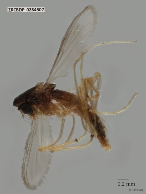 Chironomidae sp. "ZRCBDP0284307"•&copy; Rene Ong•All Rights Reserved