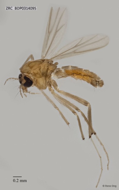 Chironomidae sp. "ZRCBDP0314095"•&copy; Rene Ong•All Rights Reserved