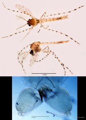 Ablabesmyia sp. "GC32"•&copy; Ang Yuchen•All Rights Reserved