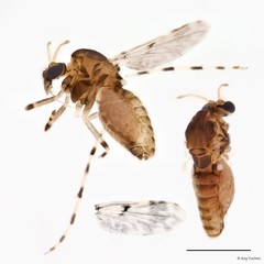Ablabesmyia sp. "GC33"•&copy; Ang Yuchen•All Rights Reserved