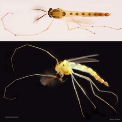 Chironomus (Chironomus) circumdatus•&copy; Ang Yuchen•All Rights Reserved