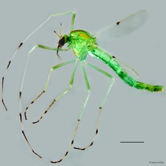 Chironomus (Chironomus) javanus•&copy; Ang Yuchen•All Rights Reserved